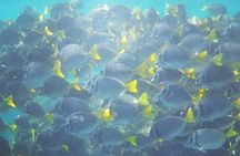 Guaranteed Hidden Beach • Private : up to 4 pers. • Punta Mita