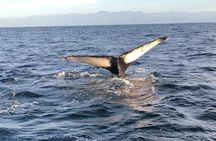 Humpback Whale Watching Private Tour