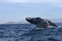 Humpback Whale Watching Private Tour