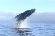 Humpback Whale Watching Private Tour