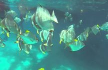 Full Day Reef Safari at St Anne Marine Park Seychelles 