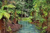 Rotorua Day Trip Maori Culture, SecretSpot, Redwood Forest