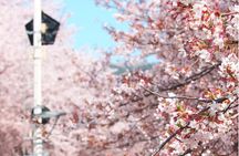Seoul to Jinhae Cherry Blossom Festival (With Busan Drop-off)