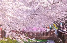 Seoul to Jinhae Cherry Blossom Festival (With Busan Drop-off)
