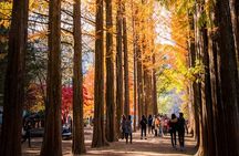 Nami, Apple Picking, Autumn Light Festival & The Alpaca Garden