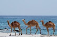 Private Caribian Orient (Swiming in Fazayeh Beach )