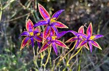 5 Days Walking with Wildflowers - Fitzgerald Biosphere