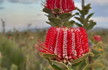 5 Days Walking with Wildflowers - Fitzgerald Biosphere
