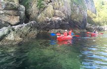 Guided Wildlife and Sea Cave Kayak Safari in English Riviera