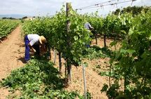 Quad excursion in the woods with visit to the cellar and tasting