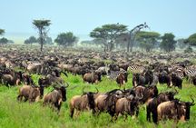 9 Days Safari in Tanzanias Majestic Parks
