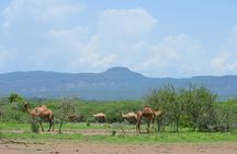 2 Days Awash National Park 