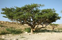 Historical Salalah City Tour