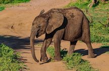 Premium Safari Game Drive in National Park