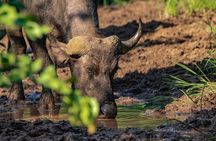 Safari Game Drive: Zambezi National Park *unique-limited-must do*