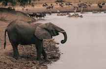 4 Day Tanzania Safari Tarangire Serengeti and Ngorongoro Bliss