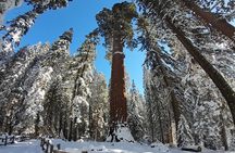 5-Star Rated Sequoia Winter Tour