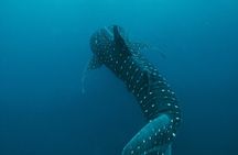 From Isla Mujeres/Riviera Maya: Swim with whale sharks!!