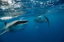 From Isla Mujeres/Riviera Maya: Swim with whale sharks!!