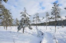 Husky Dog Sledding Tour From Riga