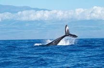2-Hour Maui Whale Watch from Lahaina Harbor, Maui