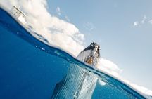 2-Hour Maui Whale Watch from Lahaina Harbor, Maui