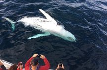 2-Hour Maui Whale Watch from Lahaina Harbor, Maui