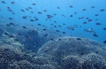Scuba Diving Menjangan Island
