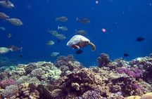 Dimaniyat Island Tour with Snorkeling