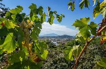 Vineyard experience in Pozzuoli