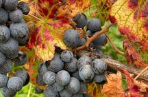Vineyard experience in Pozzuoli