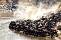 6 Day Great Wildebeest Migration Across the Mara River