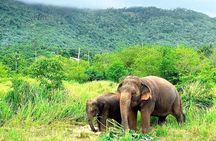 Elephant Nature Care, the largest elephant sanctuary on Koh Samui