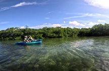 Mangrove Tunnels Pedal Kayak Eco-Tour in Anna Maria
