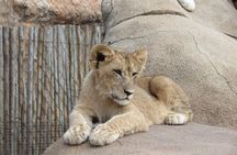 Half Day Lion and Safari Park Tour