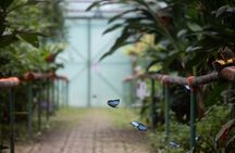 Butterfly Garden & Tortuguero Canals: A Unique Tropical Adventure
