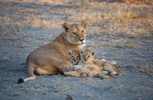 5-Day Safari Symphony: Tarangire, Serengeti & Ngorongoro Marvels