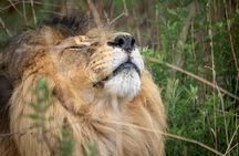 5-Day Safari Symphony: Tarangire, Serengeti & Ngorongoro Marvels