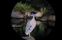 Night Animal Watching Activity in Monteverde