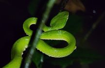 Night Animal Watching Activity in Monteverde