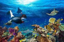 1 Hour Private Snorkeling Activity In Montego Bay 