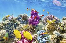 Margaritaville/Jeski Tour or Snorkeling in Montego Bay 