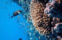 Margaritaville/Jeski Tour or Snorkeling in Montego Bay 
