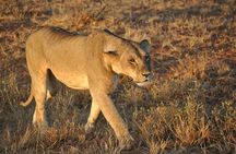 2 Day Tsavo East Safari Private Tour with Game Drives 