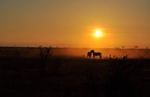 2 Day Tsavo East Safari Private Tour with Game Drives 