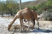 Full Day Guided Salalah a Combination of East and West tour