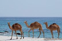 Full Day Guided Salalah a Combination of East and West tour