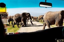 Overnight Amboseli National Park Safari from Nairobi