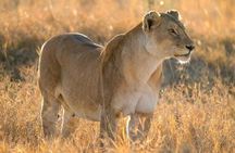 Day Trip To Tarangire National Park