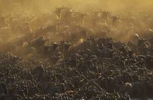 Day Trip To Tarangire National Park